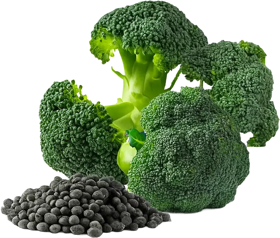 Broccoli Seed Extract