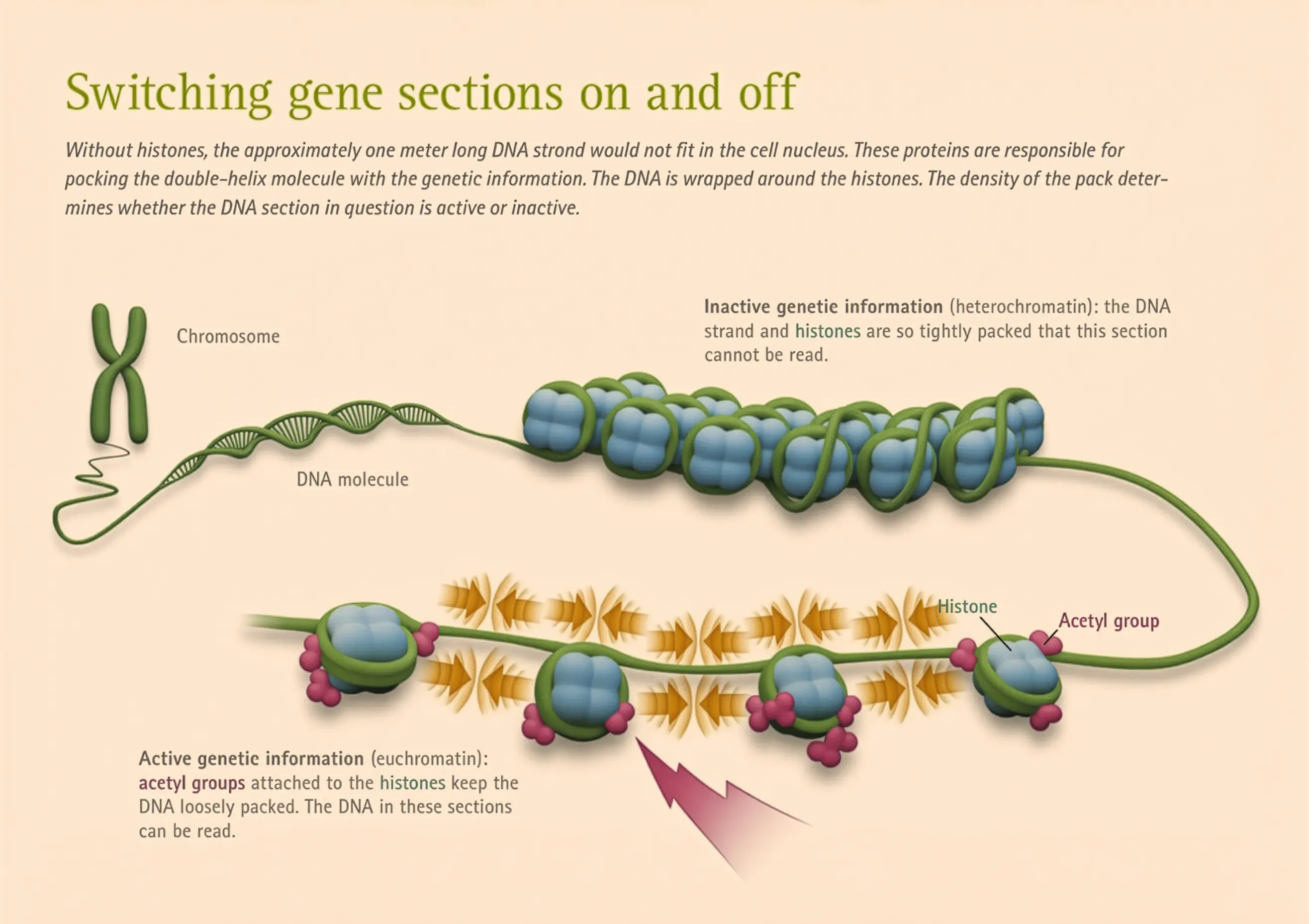Histone modifications illustration