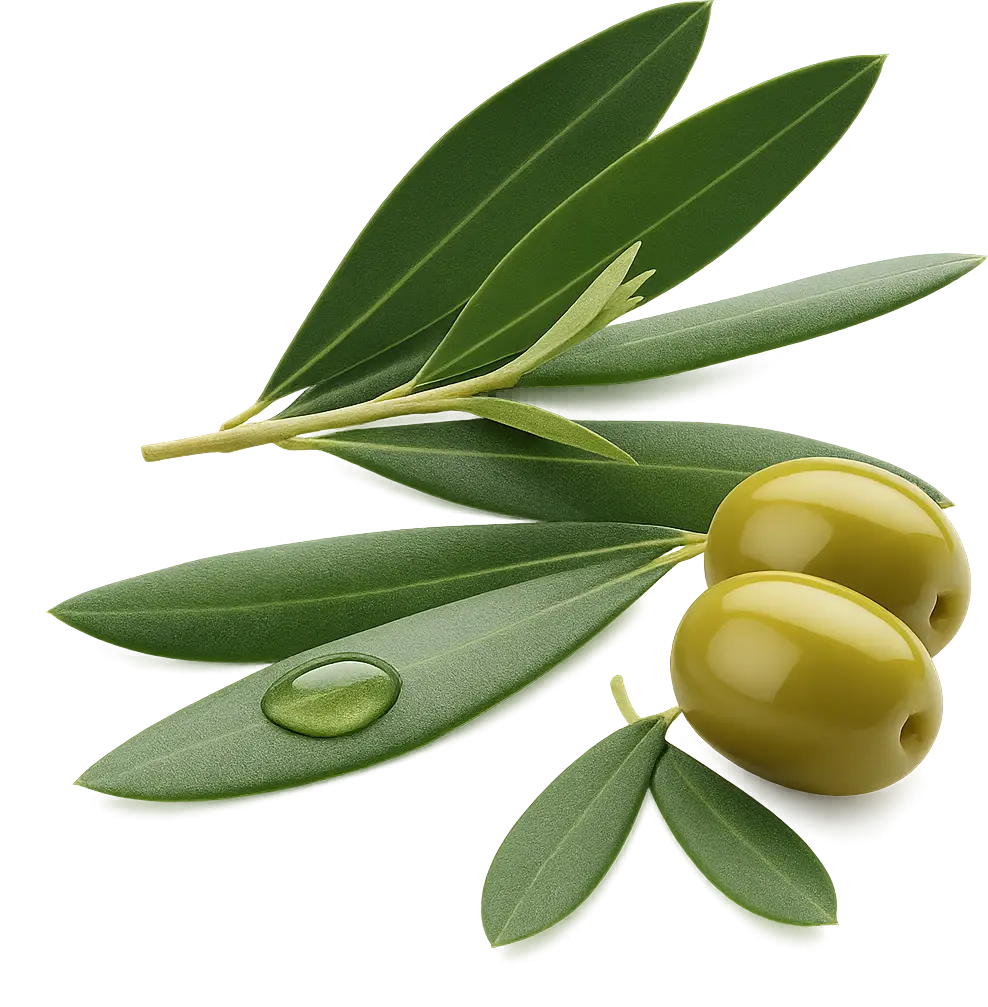 Olive Leaf Extract